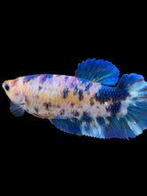 Load image into Gallery viewer, GIANT Female Halfmoon Plakat - Dot #1532 Live Betta Fish
