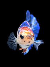Load image into Gallery viewer, GIANT Female Halfmoon Plakat - Dot #1532 Live Betta Fish
