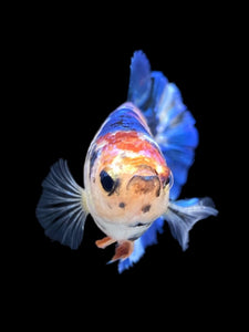 GIANT Female Halfmoon Plakat - Dot #1532 Live Betta Fish