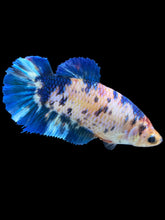 Load image into Gallery viewer, GIANT Female Halfmoon Plakat - Dot #1532 Live Betta Fish
