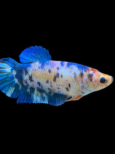 GIANT Female Halfmoon Plakat - Dot #1532 Live Betta Fish