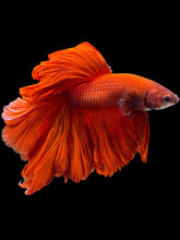 Load image into Gallery viewer, Male Rosetail - Super Red #1534 - Live Betta Fish (XL TAIL)
