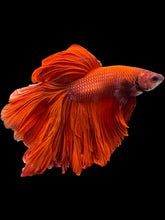 Load image into Gallery viewer, Male Rosetail - Super Red #1534 - Live Betta Fish (XL TAIL)

