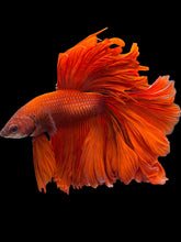 Load image into Gallery viewer, Male Rosetail - Super Red #1534 - Live Betta Fish (XL TAIL)
