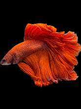Load image into Gallery viewer, Male Rosetail - Super Red #1534 - Live Betta Fish (XL TAIL)
