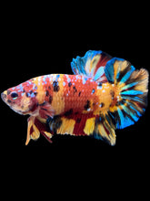 Load image into Gallery viewer, GIANT Male Halfmoon Plakat - Multicolor #1535 - Live Betta Fish
