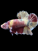 Load image into Gallery viewer, GIANT Male Halfmoon Plakat - Nemo Metallic #1539 - Live Betta Fish

