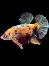 Load image into Gallery viewer, GIANT Male Halfmoon Plakat - Candy Copper #1539 - Live Betta Fish
