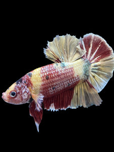GIANT Male Halfmoon Plakat - Nemo Metallic #1539 - Live Betta Fish