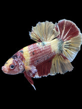 Load image into Gallery viewer, GIANT Male Halfmoon Plakat - Nemo Metallic #1539 - Live Betta Fish
