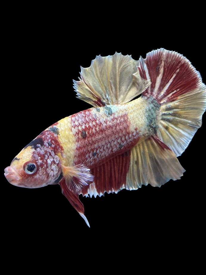 GIANT Male Halfmoon Plakat - Nemo Metallic #1539 - Live Betta Fish