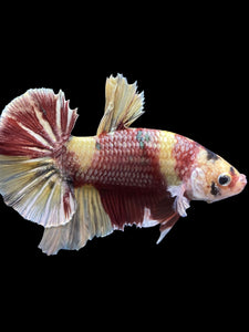 GIANT Male Halfmoon Plakat - Nemo Metallic #1539 - Live Betta Fish