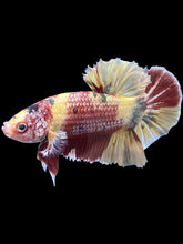 Load image into Gallery viewer, GIANT Male Halfmoon Plakat - Nemo Metallic #1539 - Live Betta Fish
