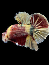 Load image into Gallery viewer, GIANT Male Halfmoon Plakat - Nemo Metallic #1539 - Live Betta Fish
