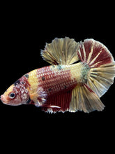 Load image into Gallery viewer, GIANT Male Halfmoon Plakat - Nemo Metallic #1539 - Live Betta Fish
