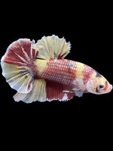 Load image into Gallery viewer, GIANT Male Halfmoon Plakat - Nemo Metallic #1539 - Live Betta Fish

