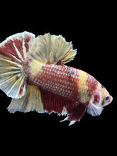Load image into Gallery viewer, GIANT Male Halfmoon Plakat - Nemo Metallic #1539 - Live Betta Fish
