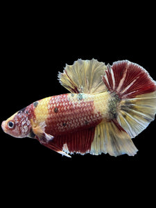 GIANT Male Halfmoon Plakat - Nemo Metallic #1539 - Live Betta Fish