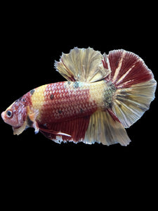 GIANT Male Halfmoon Plakat - Nemo Metallic #1539 - Live Betta Fish