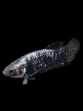 Load image into Gallery viewer, GIANT Female Halfmoon Plakat - Avatar #153 Live Betta Fish
