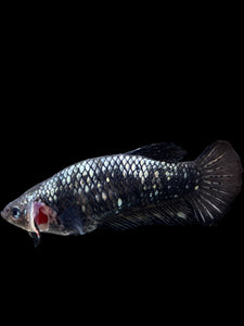 GIANT Female Halfmoon Plakat - Avatar #153 Live Betta Fish