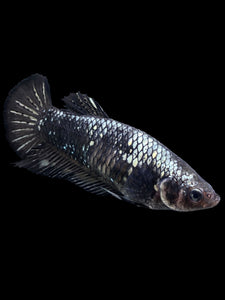 GIANT Female Halfmoon Plakat - Avatar #153 Live Betta Fish