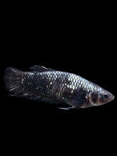 Load image into Gallery viewer, GIANT Female Halfmoon Plakat - Avatar #153 Live Betta Fish
