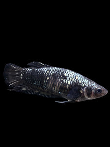 GIANT Female Halfmoon Plakat - Avatar #153 Live Betta Fish