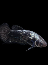 Load image into Gallery viewer, GIANT Female Halfmoon Plakat - Avatar #153 Live Betta Fish
