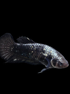 GIANT Female Halfmoon Plakat - Avatar #153 Live Betta Fish