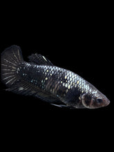 Load image into Gallery viewer, GIANT Female Halfmoon Plakat - Avatar #153 Live Betta Fish
