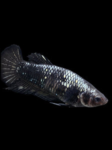 GIANT Female Halfmoon Plakat - Avatar #153 Live Betta Fish