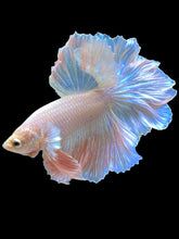 Load image into Gallery viewer, Male Rosetail - Pastel Pink #1541 - Live Betta Fish

