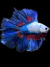 Load image into Gallery viewer, Male Fullmoon - Fancy Dragon #1542 - Live Betta Fish
