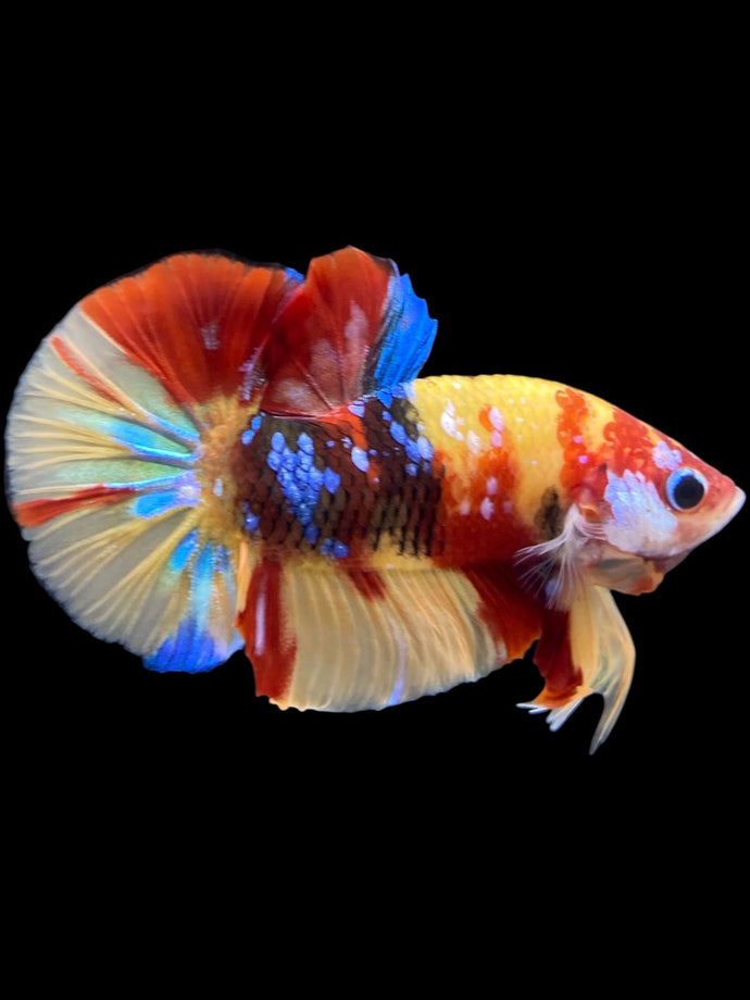 Male Halfmoon Plakat - Multicolor #1546 - Live Betta Fish