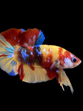 Load image into Gallery viewer, Male Halfmoon Plakat - Multicolor #1546 - Live Betta Fish
