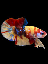 Load image into Gallery viewer, Male Halfmoon Plakat - Multicolor #1546 - Live Betta Fish
