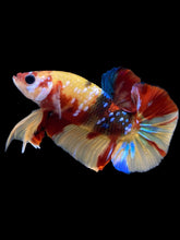 Load image into Gallery viewer, Male Halfmoon Plakat - Multicolor #1546 - Live Betta Fish
