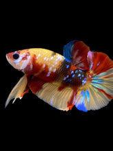 Load image into Gallery viewer, Male Halfmoon Plakat - Multicolor #1546 - Live Betta Fish
