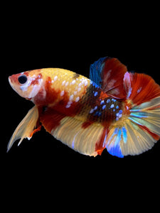 Male Halfmoon Plakat - Multicolor #1546 - Live Betta Fish
