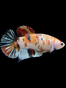 GIANT Female Halfmoon Plakat - Nemo Copper #1548 Live Betta Fish