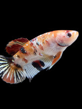 Load image into Gallery viewer, GIANT Female Halfmoon Plakat - Nemo Copper #1548 Live Betta Fish
