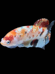 GIANT Female Halfmoon Plakat - Nemo Copper #1548 Live Betta Fish