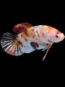 GIANT Female Halfmoon Plakat - Nemo Copper #1548 Live Betta Fish