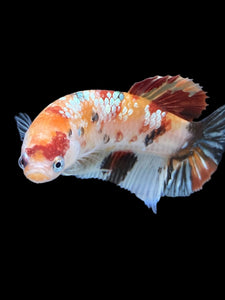 GIANT Female Halfmoon Plakat - Nemo Copper #1548 Live Betta Fish