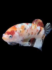 GIANT Female Halfmoon Plakat - Nemo Copper #1548 Live Betta Fish