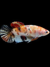 Load image into Gallery viewer, GIANT Female Halfmoon Plakat - Nemo Copper #1548 Live Betta Fish
