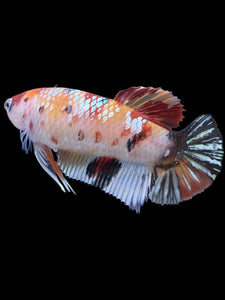 GIANT Female Halfmoon Plakat - Nemo Copper #1548 Live Betta Fish