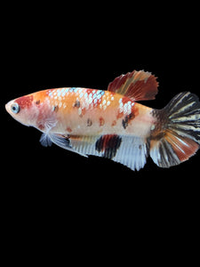 GIANT Female Halfmoon Plakat - Nemo Copper #1548 Live Betta Fish