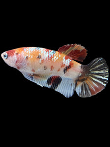 GIANT Female Halfmoon Plakat - Nemo Copper #1548 Live Betta Fish